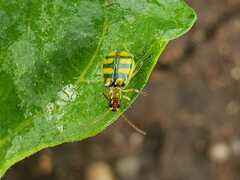 Diabrotica balteata