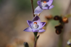 Thelymitra brevifolia