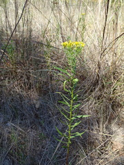 Euthamia leptocephala