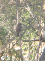 Agelaioides badius