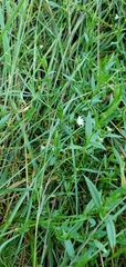 Stellaria longifolia