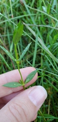 Stellaria longifolia