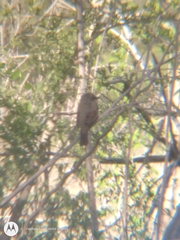Agelaioides badius