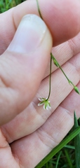 Stellaria longifolia