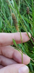 Stellaria longifolia