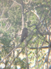 Agelaioides badius
