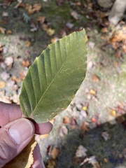 Fagus