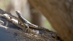 Oplurus cyclurus
