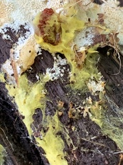 Trichoderma sulphureum