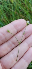 Stellaria longifolia