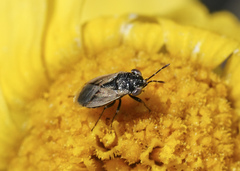 Geocoris pallens