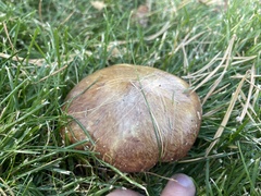 Suillus brevipes