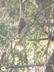 Agelaioides badius