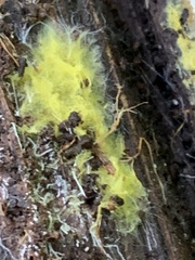 Trichoderma sulphureum