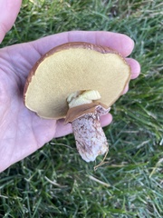 Suillus brevipes