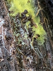 Trichoderma sulphureum