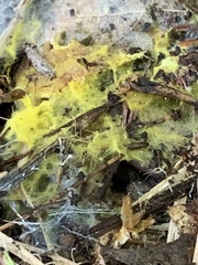 Trichoderma sulphureum