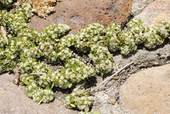 Guilleminea densa
