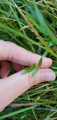 Stellaria longifolia