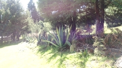 Agave salmiana