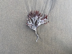 Rhodophyta