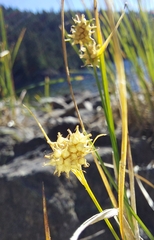 Carex viridula