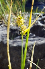 Carex viridula