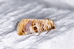 Diastema tigris