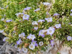 Nolana divaricata