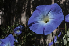 Ipomoea tricolor
