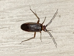 Adelphocoris rapidus