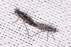 Therevidae