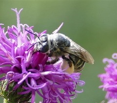 Melissodes denticulatus