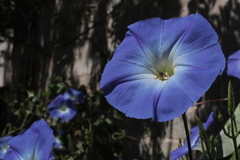 Ipomoea tricolor