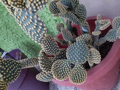 Opuntia
