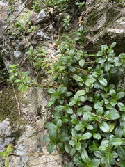 Peperomia urvilleana