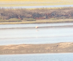 Phoenicopterus chilensis