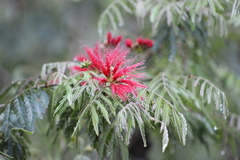 Calliandra