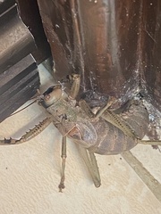 Nesoecia
