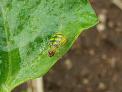 Diabrotica balteata