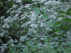 Eupatorium hyssopifolium hyssopifolium