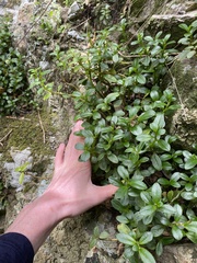Peperomia urvilleana
