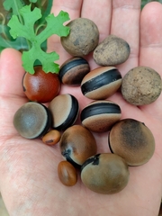 Mucuna urens