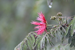 Calliandra