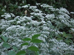 Eupatorium hyssopifolium hyssopifolium