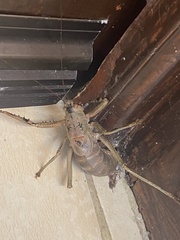 Nesoecia