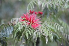 Calliandra