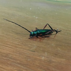 Plinthocoelium chilense