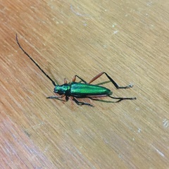 Plinthocoelium chilense