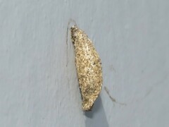 Tineinae